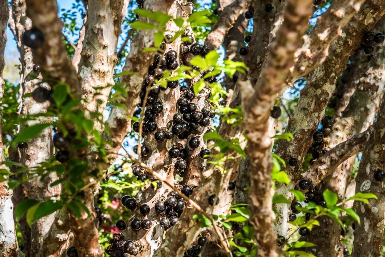 Sitio Araxa - 82 Anos De Historia - Suite Confortavel Em Meio A Floresta Paty do Alferes Kültér fotó