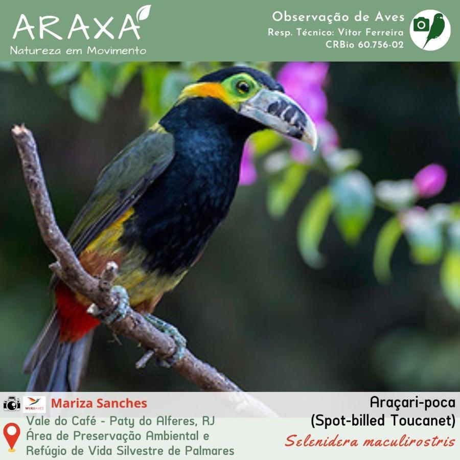 Sitio Araxa - 82 Anos De Historia - Suite Confortavel Em Meio A Floresta Paty do Alferes Kültér fotó